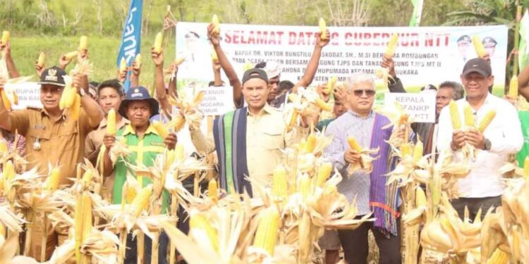 Gubernur VBL Panen Jagung di Sumba Barat, Tinjau Puskesmas Kabukarudi