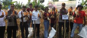 Kapolda NTT-Bupati Lembata Panen Jagung di Pasir Putih