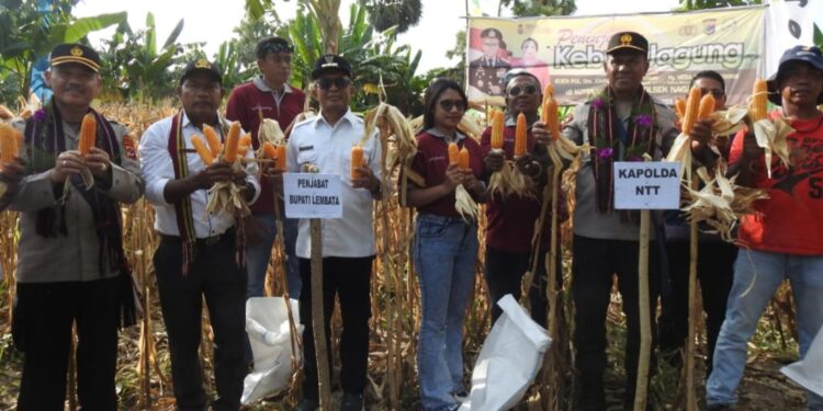 Kapolda NTT-Bupati Lembata Panen Jagung di Pasir Putih