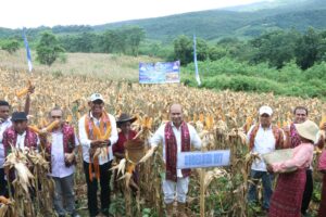 Gubernur NTT Panen Jagung di Tenawahang