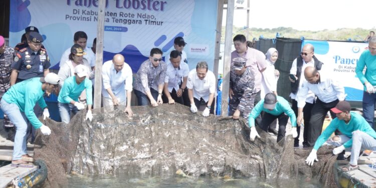 Gubernur NTT dan Menteri KKP Panen Lobster di Mulut Seribu Rote Ndao