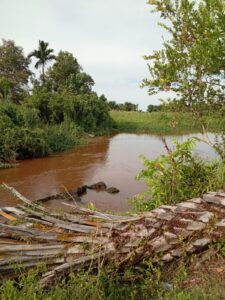 Tumpukan Rumput Ganggu Aliran Sungai
