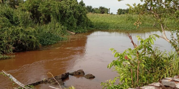 Tumpukan Rumput Ganggu Aliran Sungai