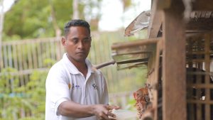 Afro Farm II : Membangkitkan Semangat Beternak Ayam KUB di Flores Timur