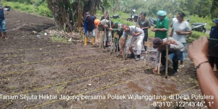Tanam Serentak Sejuta Hektar Jagung di Wulanggitang : Wujud Dukung Swasembada Pangan 2025