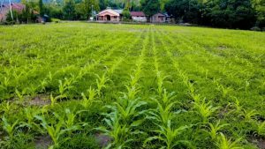 Budidaya Jagung Desa Lamatutu, Dukung Ketahanan Pangan Nasional