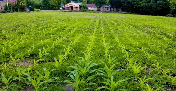 Budidaya Jagung Desa Lamatutu, Dukung Ketahanan Pangan Nasional