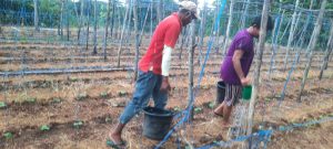 Robertus Rewo, Petani Holtikultura Organik Dari Desa Kuanheum