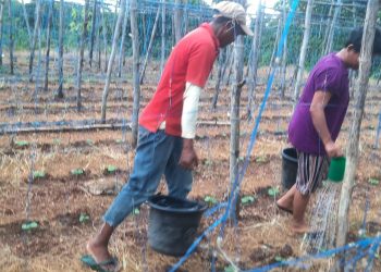 Robertus Rewo, Petani Holtikultura Organik Dari Desa Kuanheum