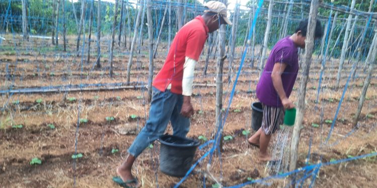 Robertus Rewo, Petani Holtikultura Organik Dari Desa Kuanheum