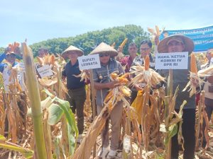 Panen Jagung Hibrida, Serah Traktor di Lembata : Dorong Ketahanan Pangan!