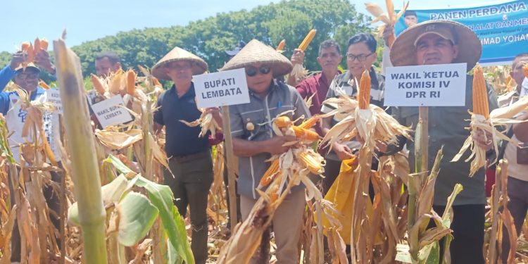 Panen Jagung Hibrida, Serah Traktor di Lembata : Dorong Ketahanan Pangan!