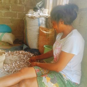 Harga Kemiri Anjlok Petani di Nagekeo Alami Kerugian