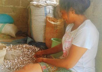 Harga Kemiri Anjlok Petani di Nagekeo Alami Kerugian