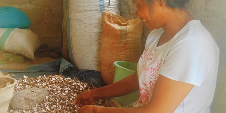 Harga Kemiri Anjlok Petani di Nagekeo Alami Kerugian