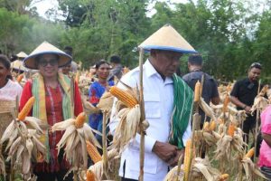 Wakil Gubernur NTT Johni Asadoma Panen Raya Jagung, Dukung Swasembada Pangan 