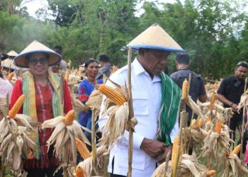 Wakil Gubernur NTT Johni Asadoma Panen Raya Jagung, Dukung Swasembada Pangan 