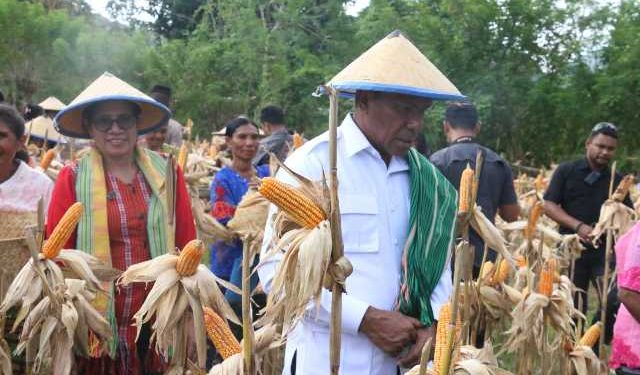 Wakil Gubernur NTT Johni Asadoma Panen Raya Jagung, Dukung Swasembada Pangan 