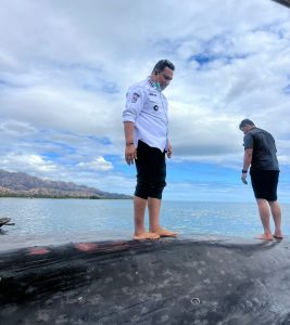 Bupati TTU Larang Warga Konsumsi Daging Ikan Paus yang Terdampar di Wini