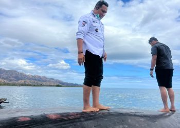 Bupati TTU Larang Warga Konsumsi Daging Ikan Paus yang Terdampar di Wini