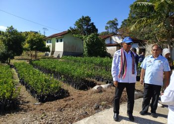 Wagub Asadoma Tinjau Balai Benih Hortikultura Oelbubuk