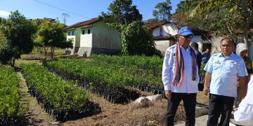 Wagub Asadoma Tinjau Balai Benih Hortikultura Oelbubuk