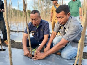 Wabup Lembata Nasir Tanam Tomat Bersama Petani di Desa Wowong