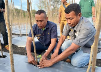 Wabup Lembata Nasir Tanam Tomat Bersama Petani di Desa Wowong