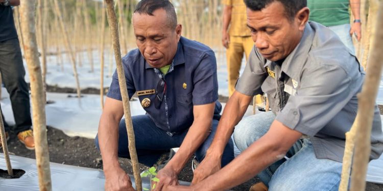 Wabup Lembata Nasir Tanam Tomat Bersama Petani di Desa Wowong