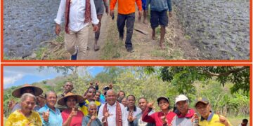 Bupati Tuaq Gerak Cepat Pulihkan Deker Kritis Waikomo, Asa Baru Para Petani 