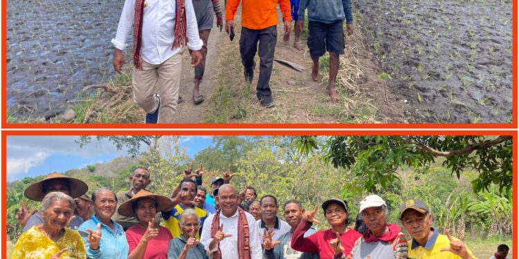 Bupati Tuaq Gerak Cepat Pulihkan Deker Kritis Waikomo, Asa Baru Para Petani 