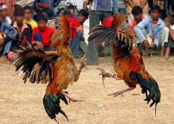 Judi Sabung Ayam Merebak di Ende, Rutin Tiap Minggu