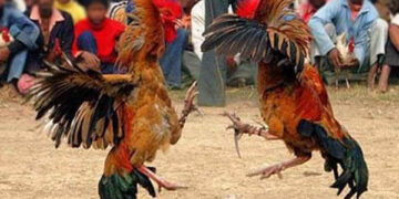 Judi Sabung Ayam Merebak di Ende, Rutin Tiap Minggu