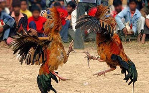 Judi Sabung Ayam Merebak di Ende, Rutin Tiap Minggu