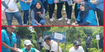 Panen Perdana Cabai di Lembata: Bupati Kanis Tuaq Apresiasi Peran PKK Kendalikan Inflasi dan Berdayakan Keluarga