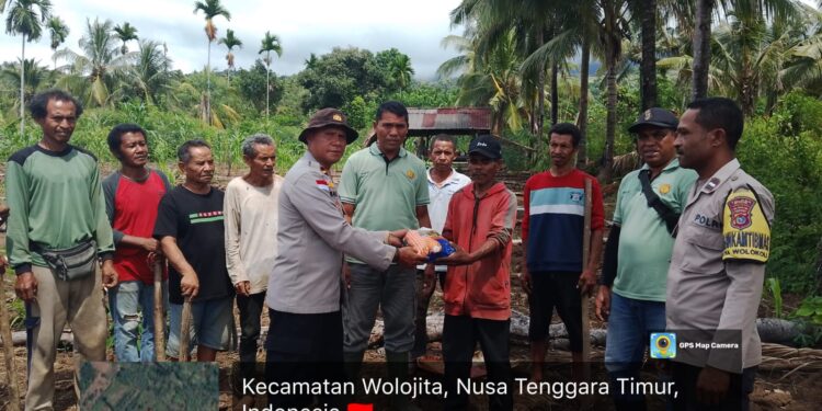 Polsek Wolowaru Pimpin “Gerakan NTT Lumbung Jagung Nasional” : Tanam Jagung Serentak Tiga Kecamatan