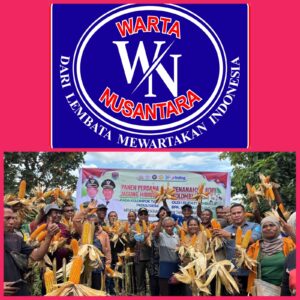Panen Perdana Jagung Paubokol Menguji Kesiapan Kebijakan Pertanian Terpadu dan Skema Pembiayaan di Lembata