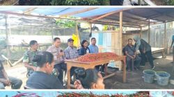 Panen Perdana BUMDes  Maju Makmur Waiara: Dari 6.000 Pohon Cabai, Desa Menata Arah Ekonomi*