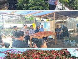 Panen Perdana BUMDes  Maju Makmur Waiara: Dari 6.000 Pohon Cabai, Desa Menata Arah Ekonomi*
