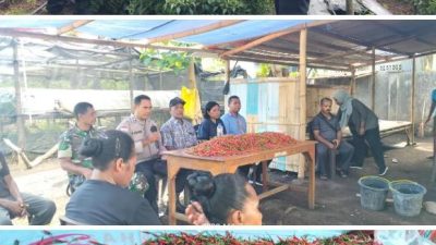 Panen Perdana BUMDes  Maju Makmur Waiara: Dari 6.000 Pohon Cabai, Desa Menata Arah Ekonomi*