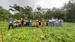 Manis Semangka Lembata di Demplot Pemantik, Diprediksi Cuan Rp47 Juta, Perkuat Rantai Pasok Program MBG