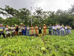Manis Semangka Lembata di Demplot Pemantik, Diprediksi Cuan Rp47 Juta, Perkuat Rantai Pasok Program MBG