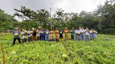 Manis Semangka Lembata di Demplot Pemantik, Diprediksi Cuan Rp47 Juta, Perkuat Rantai Pasok Program MBG