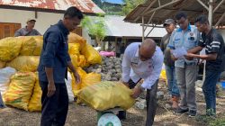 Skema Baru Selamatkan Petani Lembata: Jagung Tongkol Dibeli, Harga Dijamin, Pembayaran Tunai