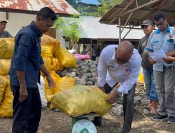 Skema Baru Selamatkan Petani Lembata: Jagung Tongkol Dibeli, Harga Dijamin, Pembayaran Tunai