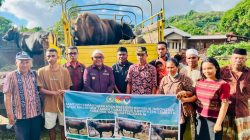 Sapi Kurban dari Presiden hingga Pemkab Lembata Sampai ke Masjid