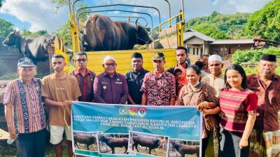 Sapi Kurban dari Presiden hingga Pemkab Lembata Sampai ke Masjid