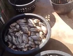 Listrik Padam Massal Serentak, Pengusaha Kolam Ikan Alami Kerugian Besar