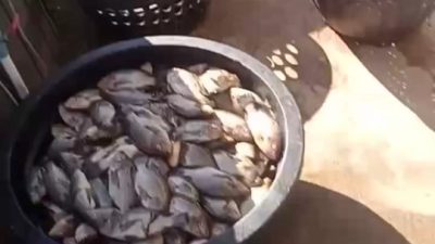 Listrik Padam Massal Serentak, Pengusaha Kolam Ikan Alami Kerugian Besar