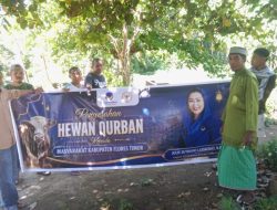 Bantuan Hewan Kurban Julie Sutrisno Laiskodat Pererat Kebersamaan Warga Nubalema di Adonara